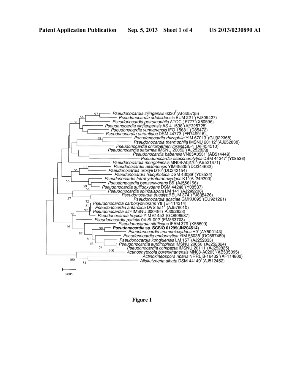 Pseudonocardia SP. And Method For Preparing Deoxynyboquinone By Utilizing     Same - diagram, schematic, and image 02