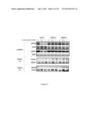 METHOD OF TREATMENT WITH BRAF INHIBITOR diagram and image