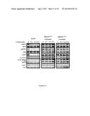 METHOD OF TREATMENT WITH BRAF INHIBITOR diagram and image