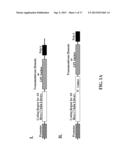 Cell Display Of Antibody Libraries diagram and image