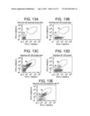 Cell Display Of Antibody Libraries diagram and image