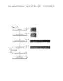 Computationally Efficient Feature Extraction and Matching Iris Recognition diagram and image