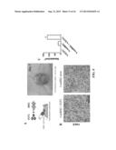 ENGINEERED VASCULAR ADIPOSE TISSUE diagram and image