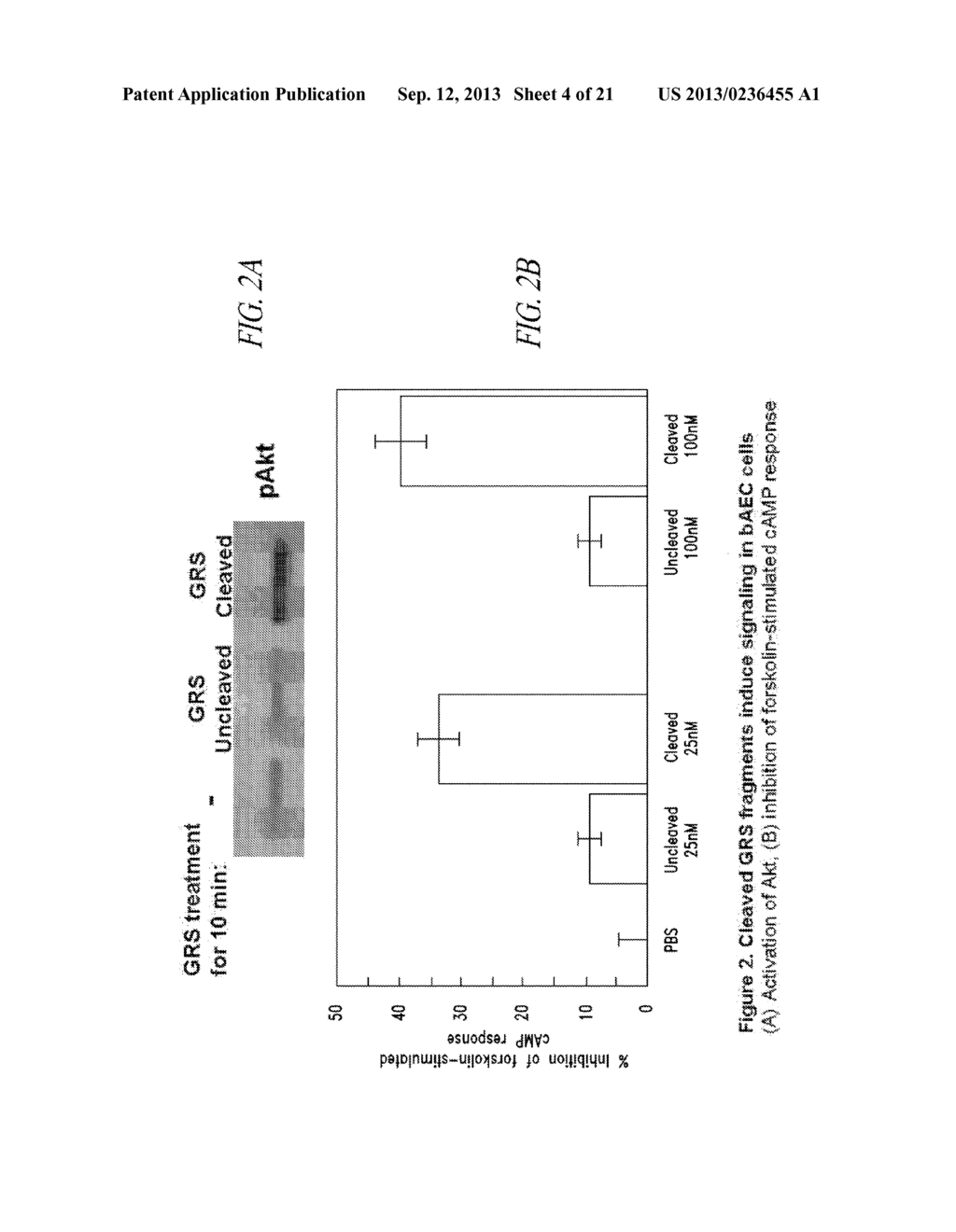 COMPOSITIONS AND METHODS COMPRISING GLYCYL-tRNA SYNTHETASES HAVING     NON-CANONICAL BIOLOGICAL ACTIVITIES - diagram, schematic, and image 05