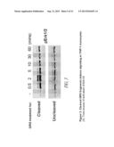 COMPOSITIONS AND METHODS COMPRISING GLYCYL-tRNA SYNTHETASES HAVING     NON-CANONICAL BIOLOGICAL ACTIVITIES diagram and image