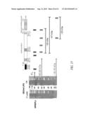 COMPOSITIONS AND METHODS COMPRISING GLYCYL-tRNA SYNTHETASES HAVING     NON-CANONICAL BIOLOGICAL ACTIVITIES diagram and image