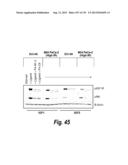 MONOSPECIFIC AND BISPECIFIC ANTI-IGF-1R AND ANTI-ERBB3 ANTIBODIES diagram and image