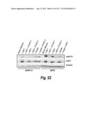 MONOSPECIFIC AND BISPECIFIC ANTI-IGF-1R AND ANTI-ERBB3 ANTIBODIES diagram and image