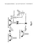 MONOSPECIFIC AND BISPECIFIC ANTI-IGF-1R AND ANTI-ERBB3 ANTIBODIES diagram and image