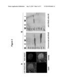 ANTI-CLTA4, ANTI-GLUT2 PROTEIN FOR THE TREATMENT OF TYPE 1 DIABETES diagram and image