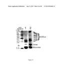 AMYLOID BETA-DERIVED DIFFUSIBLE LIGANDS (ADDLs), ADDL-SURROGATES,     ADDL-BINDING MOLECULES, AND USES THEREOF diagram and image