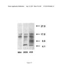 AMYLOID BETA-DERIVED DIFFUSIBLE LIGANDS (ADDLs), ADDL-SURROGATES,     ADDL-BINDING MOLECULES, AND USES THEREOF diagram and image