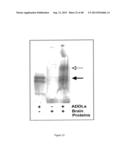 AMYLOID BETA-DERIVED DIFFUSIBLE LIGANDS (ADDLs), ADDL-SURROGATES,     ADDL-BINDING MOLECULES, AND USES THEREOF diagram and image