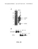 AMYLOID BETA-DERIVED DIFFUSIBLE LIGANDS (ADDLs), ADDL-SURROGATES,     ADDL-BINDING MOLECULES, AND USES THEREOF diagram and image