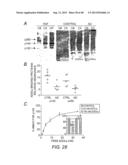 AMYLOID BETA-DERIVED DIFFUSIBLE LIGANDS (ADDLs), ADDL-SURROGATES,     ADDL-BINDING MOLECULES, AND USES THEREOF diagram and image