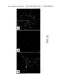 AMYLOID BETA-DERIVED DIFFUSIBLE LIGANDS (ADDLs), ADDL-SURROGATES,     ADDL-BINDING MOLECULES, AND USES THEREOF diagram and image