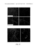 AMYLOID BETA-DERIVED DIFFUSIBLE LIGANDS (ADDLs), ADDL-SURROGATES,     ADDL-BINDING MOLECULES, AND USES THEREOF diagram and image