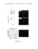 AMYLOID BETA-DERIVED DIFFUSIBLE LIGANDS (ADDLs), ADDL-SURROGATES,     ADDL-BINDING MOLECULES, AND USES THEREOF diagram and image