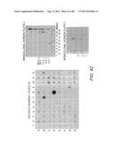 AMYLOID BETA-DERIVED DIFFUSIBLE LIGANDS (ADDLs), ADDL-SURROGATES,     ADDL-BINDING MOLECULES, AND USES THEREOF diagram and image