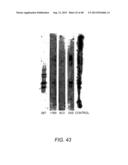 AMYLOID BETA-DERIVED DIFFUSIBLE LIGANDS (ADDLs), ADDL-SURROGATES,     ADDL-BINDING MOLECULES, AND USES THEREOF diagram and image