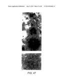 AMYLOID BETA-DERIVED DIFFUSIBLE LIGANDS (ADDLs), ADDL-SURROGATES,     ADDL-BINDING MOLECULES, AND USES THEREOF diagram and image