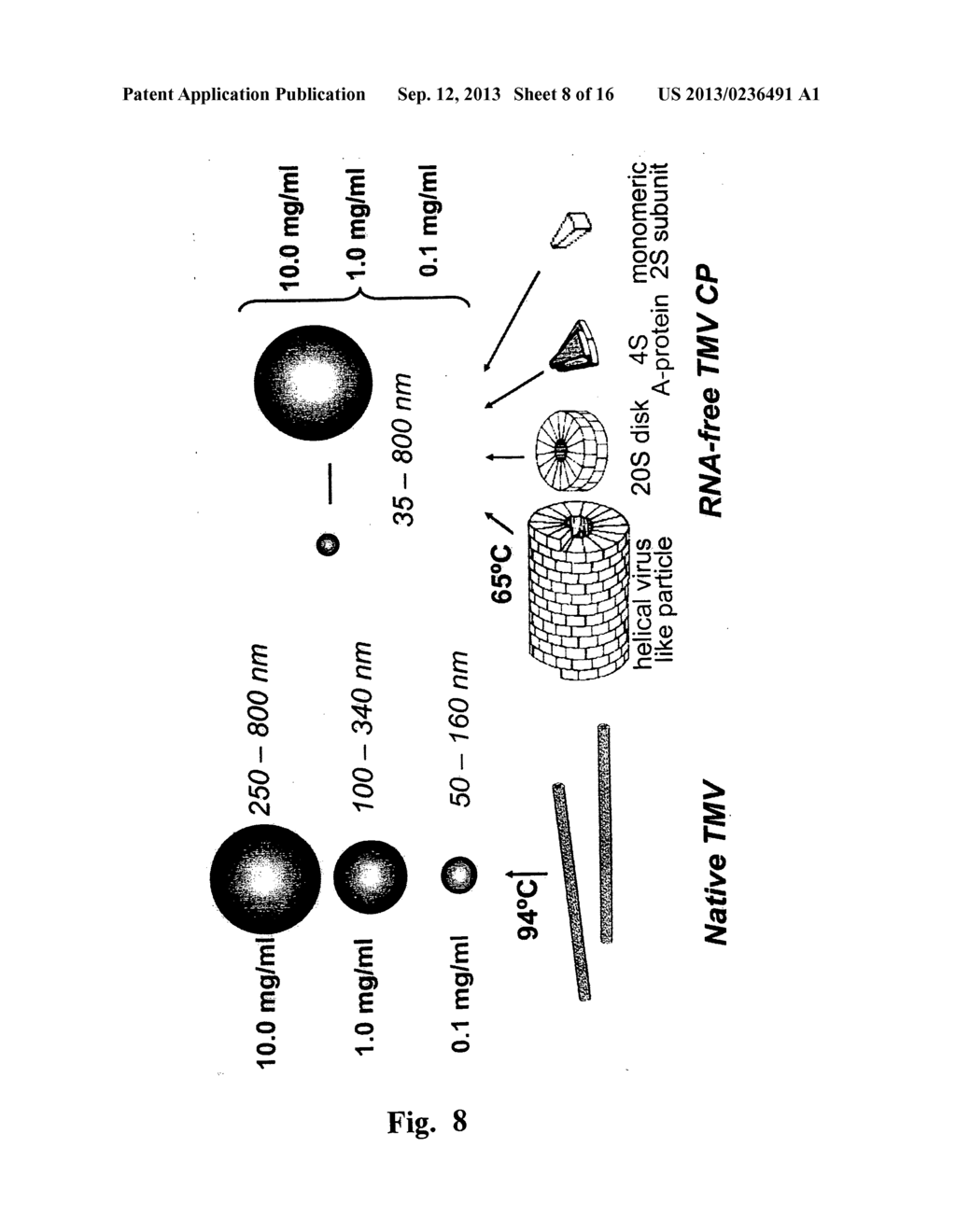 SPHERICAL NANO AND MICROPARTICLES DERIVED FROM PLANT VIRUSES FOR THE     DISPLAY OF FOREIGN PROTEINS OR EPITOPES - diagram, schematic, and image 09