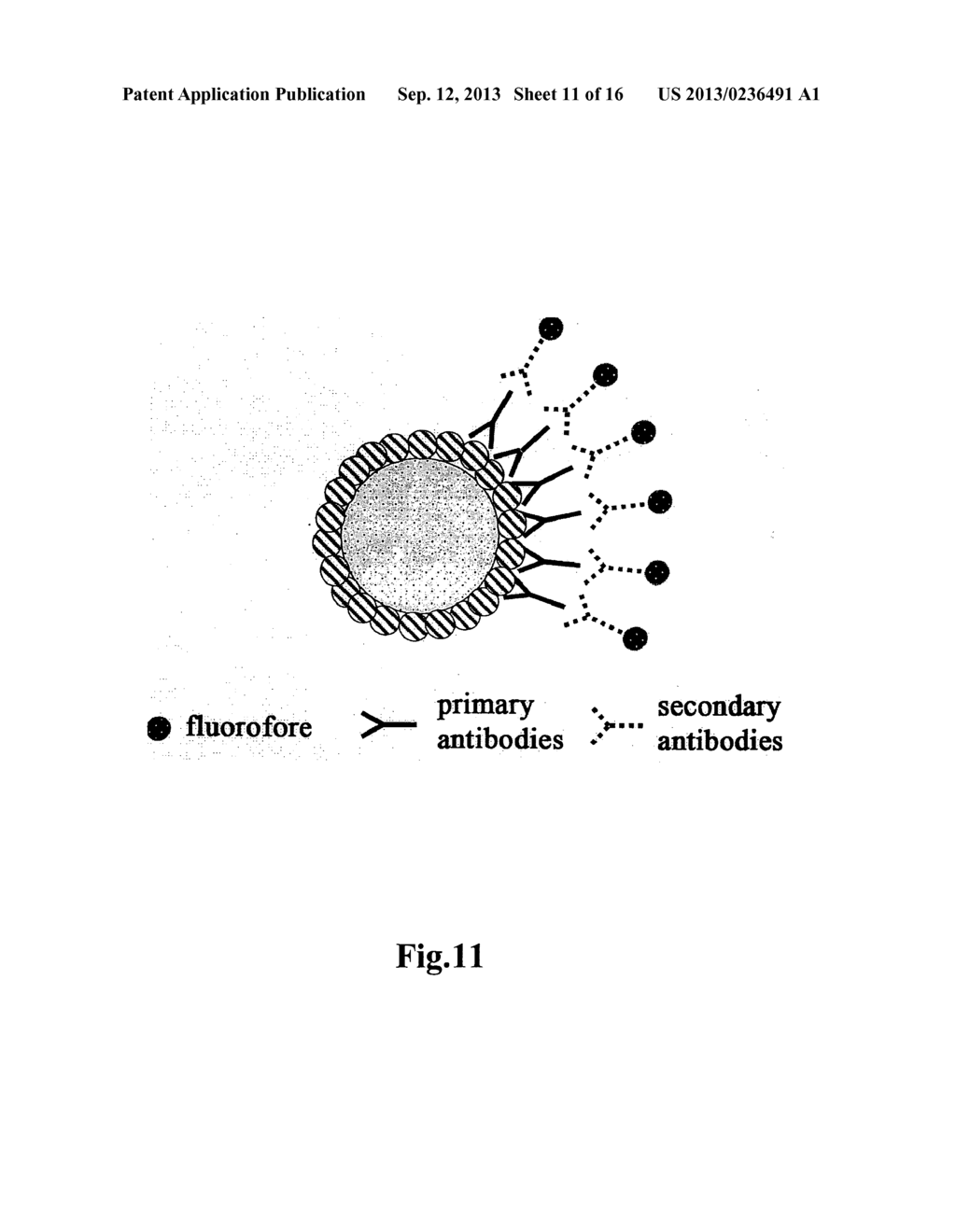 SPHERICAL NANO AND MICROPARTICLES DERIVED FROM PLANT VIRUSES FOR THE     DISPLAY OF FOREIGN PROTEINS OR EPITOPES - diagram, schematic, and image 12