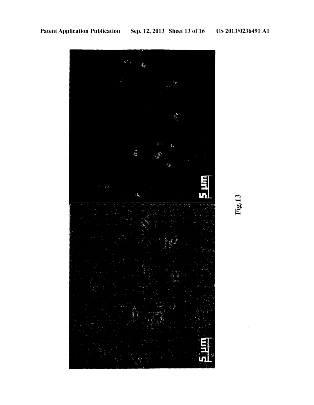 SPHERICAL NANO AND MICROPARTICLES DERIVED FROM PLANT VIRUSES FOR THE     DISPLAY OF FOREIGN PROTEINS OR EPITOPES - diagram, schematic, and image 14