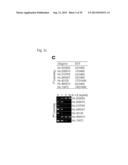 PHARMACEUTICAL COMPOSITION INCLUDING AN HIF-2 ALPHA INHIBITOR AS AN ACTIVE     INGREDIENT FOR PREVENTING OR TREATING ARTHRITIS diagram and image