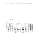 PHARMACEUTICAL COMPOSITION INCLUDING AN HIF-2 ALPHA INHIBITOR AS AN ACTIVE     INGREDIENT FOR PREVENTING OR TREATING ARTHRITIS diagram and image