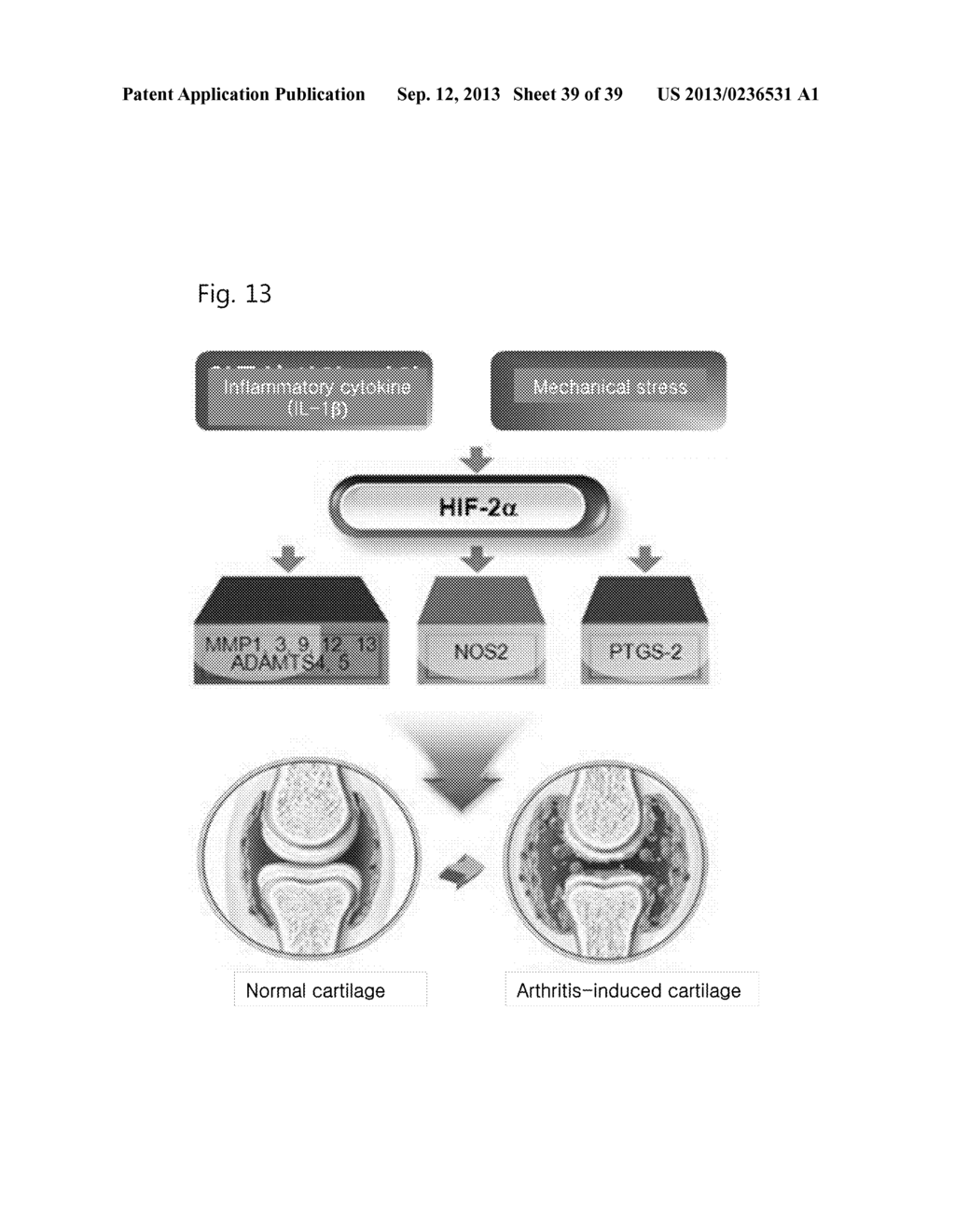 PHARMACEUTICAL COMPOSITION INCLUDING AN HIF-2 ALPHA INHIBITOR AS AN ACTIVE     INGREDIENT FOR PREVENTING OR TREATING ARTHRITIS - diagram, schematic, and image 40