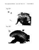 Vascularization Inhibitors diagram and image