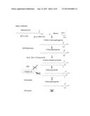 MUTATIONS IN SPTLC2 GENE ASSOCIATED WITH SENSORY NEUROPATHY diagram and image