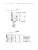 Manufacture of Active Highly Phosphorylated Human Lysosomal Sulfatase     Enzymes and Uses Thereof diagram and image