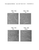 Defined Media for Expansion and Maintenance of Pluripotent Stem Cells diagram and image