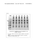 METHOD FOR CONCENTRATION OF LOW-MOLECULAR-WEIGHT PROTEINS AND PEPTIDES IN     BODY FLUID SAMPLE diagram and image