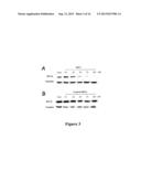 CANCER THERAPY USING Bcl-XL-SPECIFIC siNA diagram and image