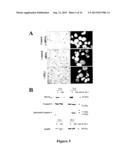 CANCER THERAPY USING Bcl-XL-SPECIFIC siNA diagram and image