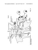 MULTI-COMPARTMENTAL MACROPHAGE DELIVERY diagram and image