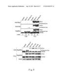 METHOD FOR CANCER DETECTION diagram and image