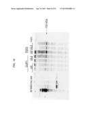 Compositions and Methods for the Treatment or Prevention of Hepatitis B     Virus Infection diagram and image