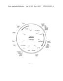 INTERGENIC REGIONS AS INSERTION SITES IN THE GENOME OF MODIFIED VACCINIA     VIRUS ANKARA (MVA) diagram and image