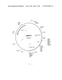 INTERGENIC REGIONS AS INSERTION SITES IN THE GENOME OF MODIFIED VACCINIA     VIRUS ANKARA (MVA) diagram and image