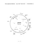 INTERGENIC REGIONS AS INSERTION SITES IN THE GENOME OF MODIFIED VACCINIA     VIRUS ANKARA (MVA) diagram and image