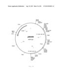 INTERGENIC REGIONS AS INSERTION SITES IN THE GENOME OF MODIFIED VACCINIA     VIRUS ANKARA (MVA) diagram and image