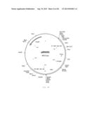 INTERGENIC REGIONS AS INSERTION SITES IN THE GENOME OF MODIFIED VACCINIA     VIRUS ANKARA (MVA) diagram and image