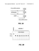 Methods and Compositions for Discrimination Between Cytosine and     Modifications Thereof and for Methylome Analysis diagram and image