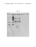 NMR SYSTEMS AND METHODS FOR THE RAPID DETECTION OF ANALYTES diagram and image