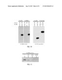 NUCLEIC ACID CONSTRUCT AND COMPLEX FORMATION METHOD AND SCREENING METHOD     USING THE SAME diagram and image