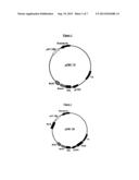 EXPRESSION VECTOR FOR HIGH LEVEL EXPRESSION OF RECOMBINANT PROTEINS diagram and image